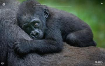 Gorilla HD Wallpaper New Tab Theme Impressive Nature
