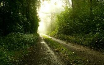 Category Nature HD Wallpaper Subcategory Forests