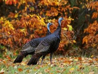 Hq Wild Turkeys In Autumn Wallpaper