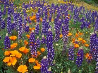 Poppies Tehachapi Mountains California Wallpaper Hq