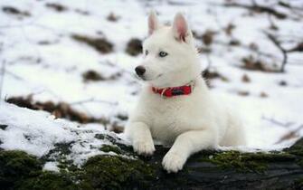 Wallpaper Details File Name Beautiful White Husky Uploaded