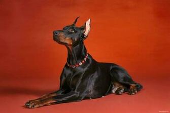 Doberman On Red Dogs Wallpaper