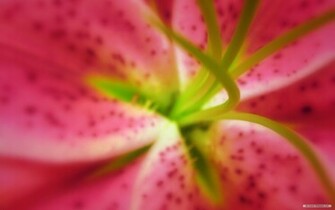 Wallpaper Photography Microsoft Exquisite