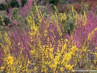Spring Flower Scenes Wallpaper Scene