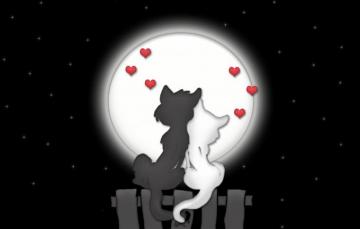 Wallpaper Love Cats Night The Moon Image For