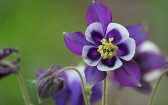 Flower High Quality HD Wallpaper Purple In Garden Hq