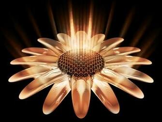 Sunflower 3d Wallpaper Hq High Quality