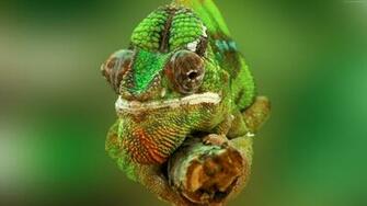 Chameleon Color Change Lizard Veiled Panther