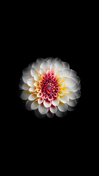Dahila Flower White And Dark Wallpaper