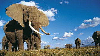 Animal Planet Wallpaper