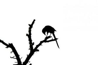 Trees Silhouettes Crows White Background Nature HD Wallpaper