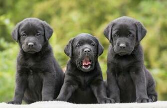 Cute Black Labrador Retriever S Puppies Computer Wallpaper Desktop
