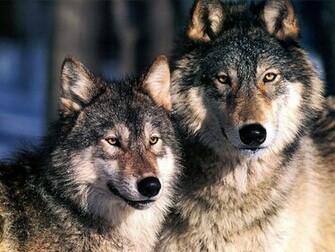Wallpaper Gray Wolf Background