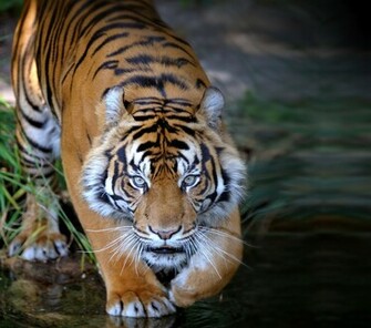 Animal Planet Wallpaper