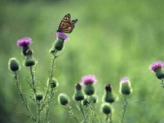 Monarch Butterfly On Thistle Wallpaper