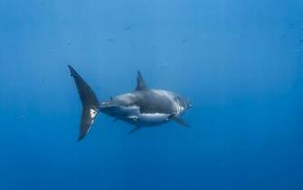 Great White Shark Wallpaper HD For Desktop In High Quality