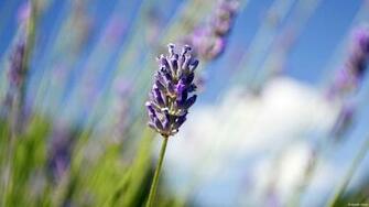 Lavender Wallpaper HD