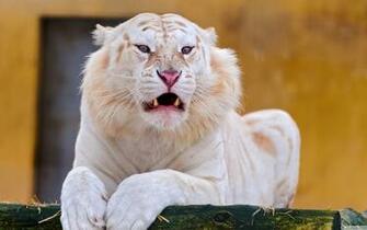 White Tiger Wallpaper HD Widescreen