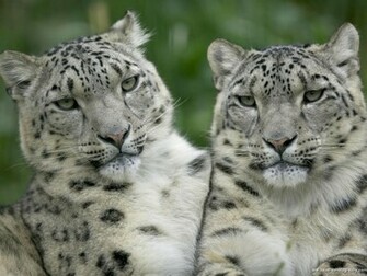 Big Cats Wallpaper