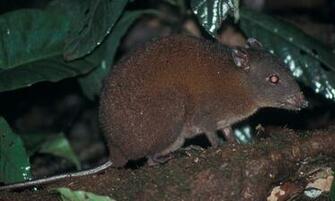 Meet The Musky Rat Kangaroo Our Smallest Australian