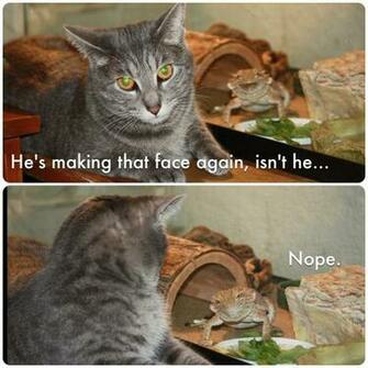 Browse Funny Animal Pictures With Captions HD Photo Wallpaper