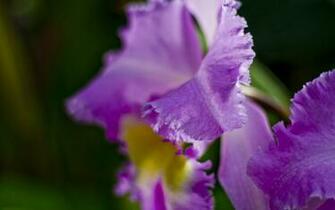 Cattleya Orchid Mac Wallpaper Desktop