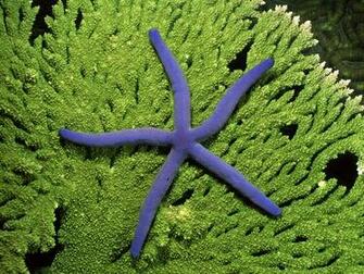 Starfish Wallpaper
