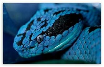 Snake HD Wallpaper For Standard Fullscreen Uxga Xga Svga Wide