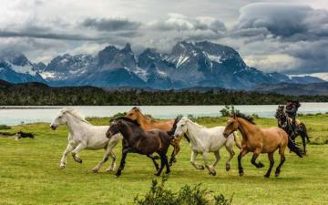 Wild Desktop Background Group