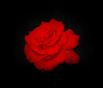 Red Rose On Black Background