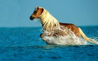 Wallpaper Horse Cal Horses