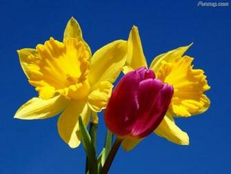 Click To Enlarge Beautiful Colorful Flowers Wallpaper