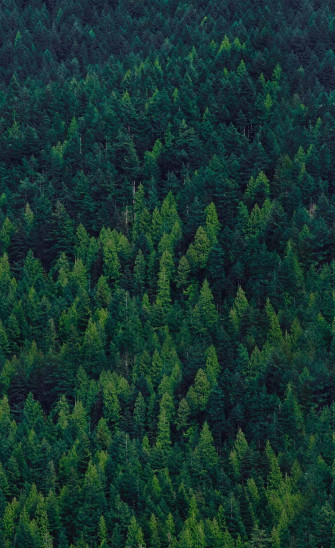 Enjoy The Stunning Beauty Of Nature With A Trees iPhone Wallpaper