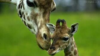 Baby Giraffe Wallpaper