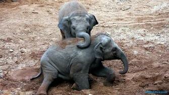 Baby Elephant Wallpaper HD