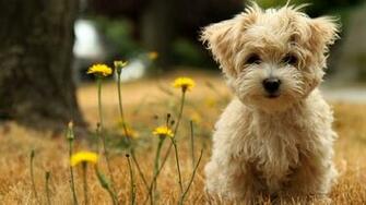 Cute Baby Puppy Wallpaper High Resolution WallartHD