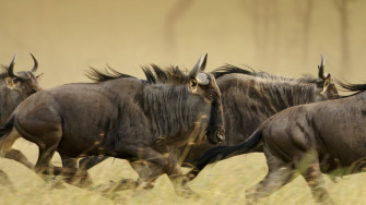 Animal Wildebeest HD Wallpaper