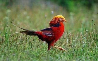 Pheasant Wallpaper