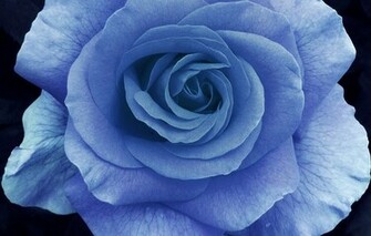 Fall Screensaver Flowers List