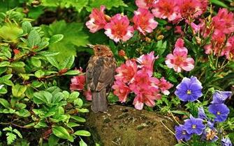 Flower And Bird Wallpaper Birds Flowers