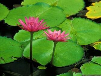 Wallpaper Water Lily Flower For Desktop