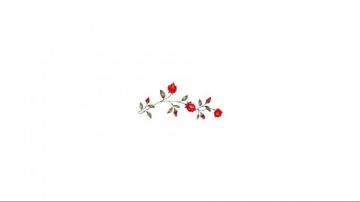 Red Roses Background For Computer White And