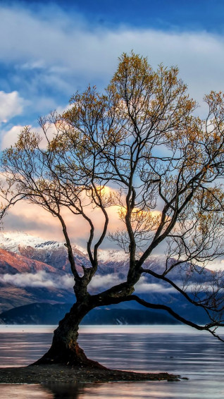 Trees