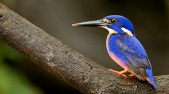 Fantastic Blue Bird Wallpaper Px