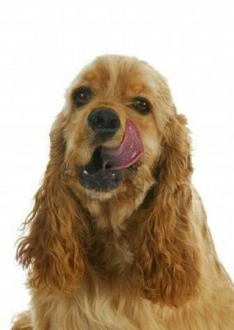 Dog Cocker Spaniel Puppyy Mac Amazing Wallpaper