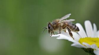 Bee Wallpaper