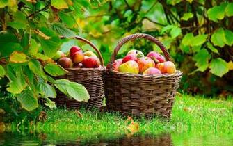 Fotofrontera Canasta De Manzanas Apples Basquet