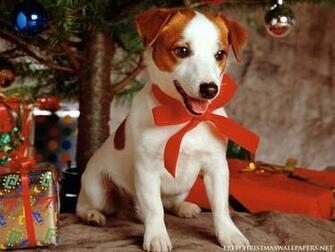 Sweet Dog Under Xmas Tree