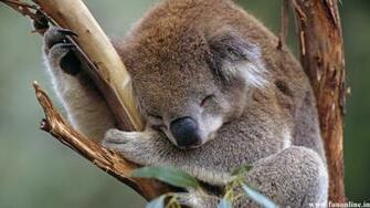 Koala Wallpaper Cute And Pretty Koalas HD