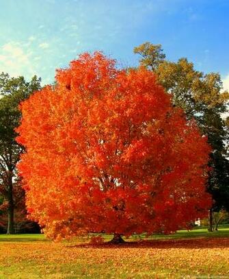 Alone Red Tree Best HD Wallpaper